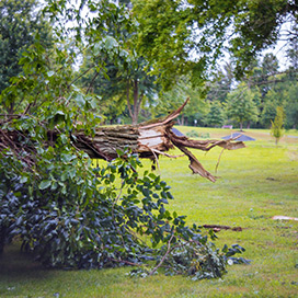 umgefallener Baum nach einem Sturm
