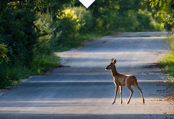 ein reh steht auf der fahrbahn