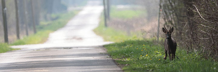 Headerbild
