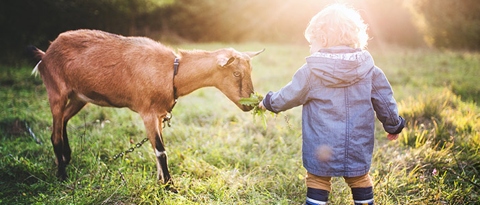 kind füttert ziege