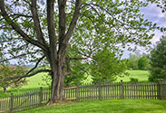 baum