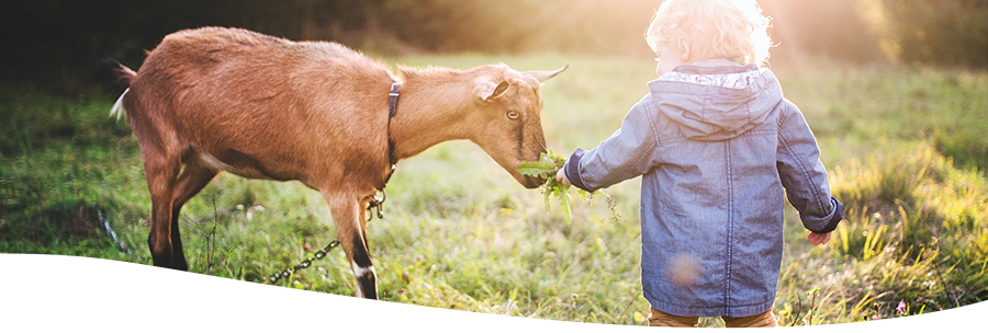 kind füttert eine ziege mit gras